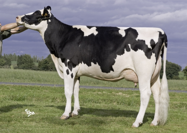 DOSE TAUREAU EHMAN ISY - NFR3704257074 - 6678068