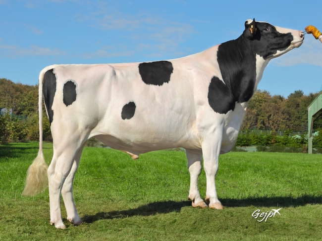 DOSE TAUREAU EHMAN ISY - NFR3704257074 - 6678068