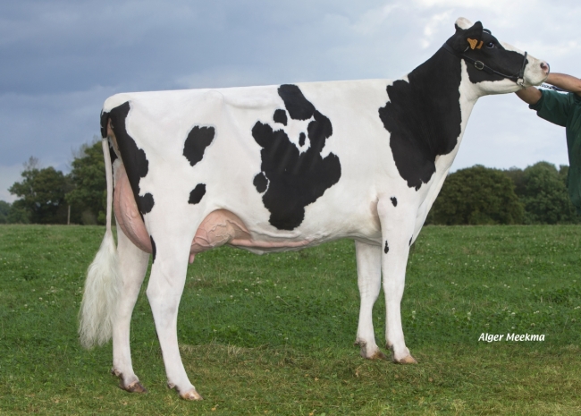 DOSE TAUREAU EHMAN ISY - NFR3704257074 - 6678068