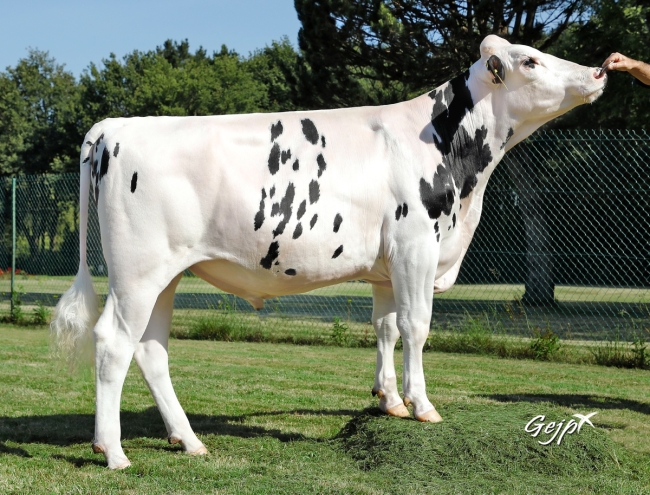 DOSE TAUREAU ORIGNY - NFR3719541916 - 6695083