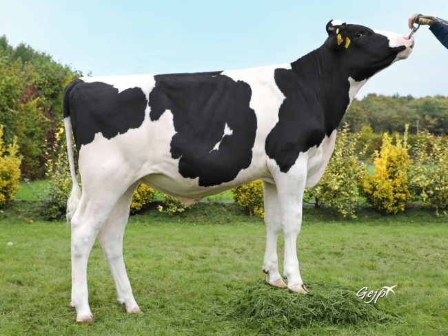 DOSE TAUREAU MAINLY - NFR3722376622 - 6691430
