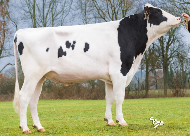 DOSE TAUREAU MONSIEUR - NFR3802996883 - 6691012