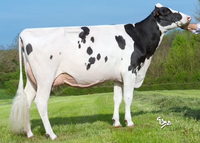 DOSE TAUREAU MONSIEUR - NFR3802996883 - 6691012