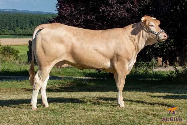 DOSE TAUREAU FRENCHY - NFR4004274084 - 7981825