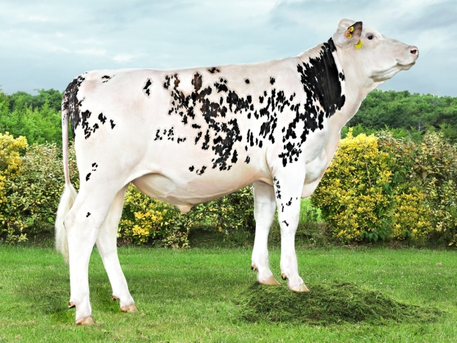 DOSE TAUREAU ORGANIC - NFR4118995443 - 5694163