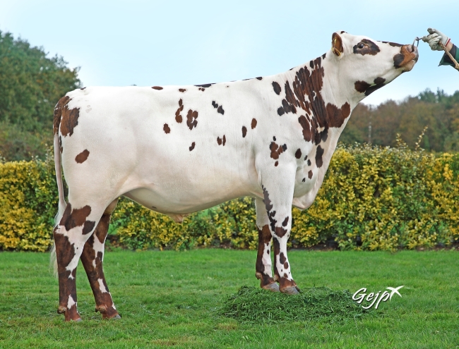 DOSE TAUREAU PONSARD - NFR4118995524 - 5695417