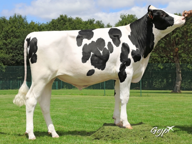 DOSE TAUREAU MELIMELO - NFR4124325425 - 6690256