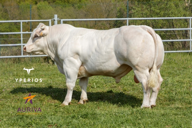 DOSE TAUREAU RUDY EXC - NFR4243102878 - 3898019
