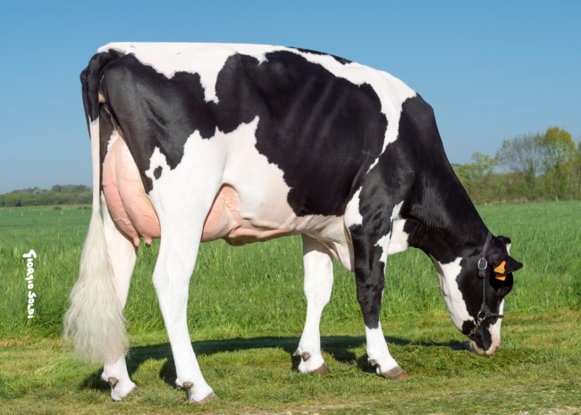 DOSE TAUREAU EDELWEISS - NFR4309210499 - 6678032