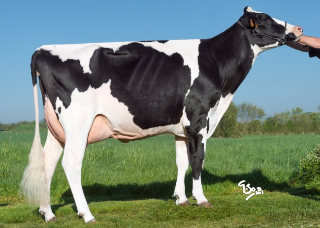 DOSE TAUREAU EDELWEISS - NFR4309210499 - 6678032