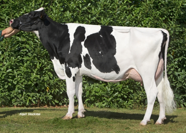 DOSE TAUREAU EDELWEISS - NFR4309210499 - 6678032
