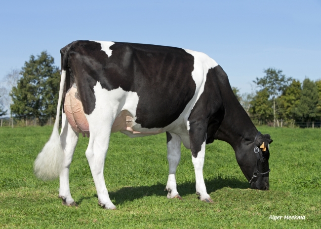 DOSE TAUREAU EDELWEISS - NFR4309210499 - 6678032