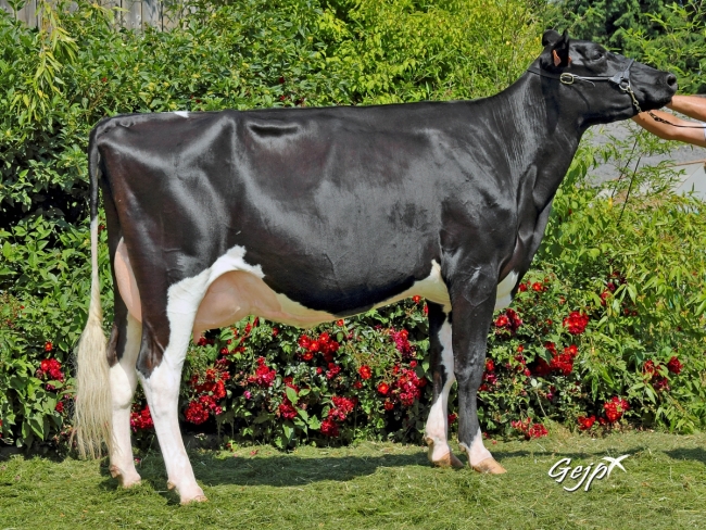 DOSE TAUREAU EDELWEISS - NFR4309210499 - 6678032