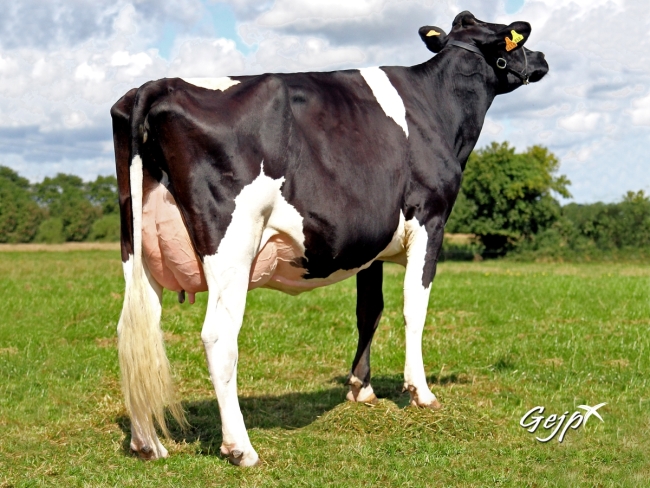 DOSE TAUREAU EDELWEISS - NFR4309210499 - 6678032