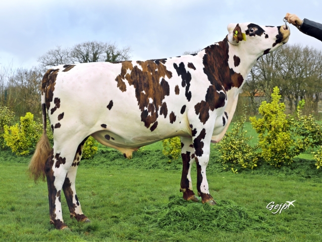 DOSE TAUREAU LUPUS - NFR4407335207 - 5690201