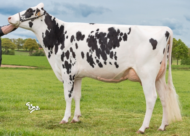 DOSE TAUREAU NEBRASKA - NFR4421682429 - 6692068