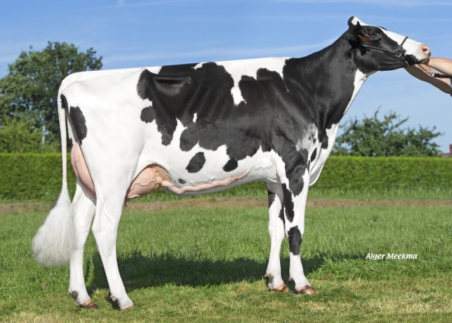 DOSE TAUREAU NAMA P - NFR4421682433 - 6692271