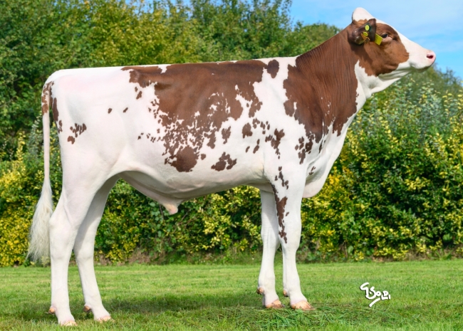 DOSE SEXE 2M 90 F VIKINOA - XFR4427394999 - 19A4314