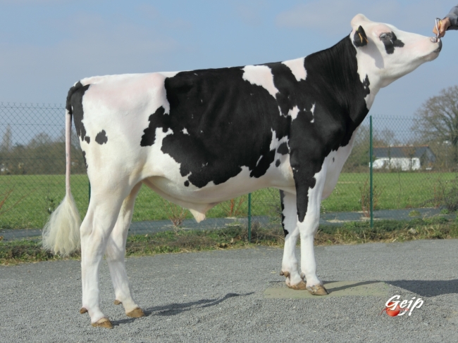 DOSE TAUREAU FLOW - NFR4432722567 - 6679479