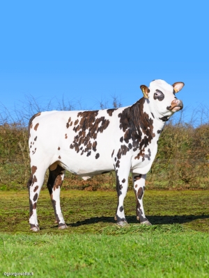 DOSE TAUREAU VAGALAM - NFR4433490113 - 56A4184