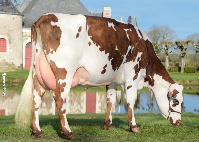 DOSE TAUREAU TAROUDAN - NFR4433499942 - 56A1347