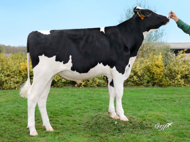 DOSE TAUREAU NIVERNAIS - NFR4437474083 - 6692880