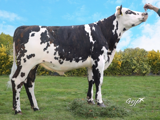 DOSE TAUREAU NATANGA - NFR4444062222 - 5692908