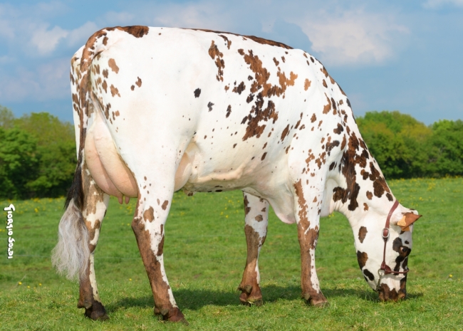 DOSE TAUREAU NATANGA - NFR4444062222 - 5692908