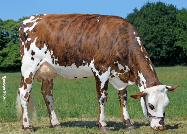 DOSE TAUREAU NATANGA - NFR4444062222 - 5692908
