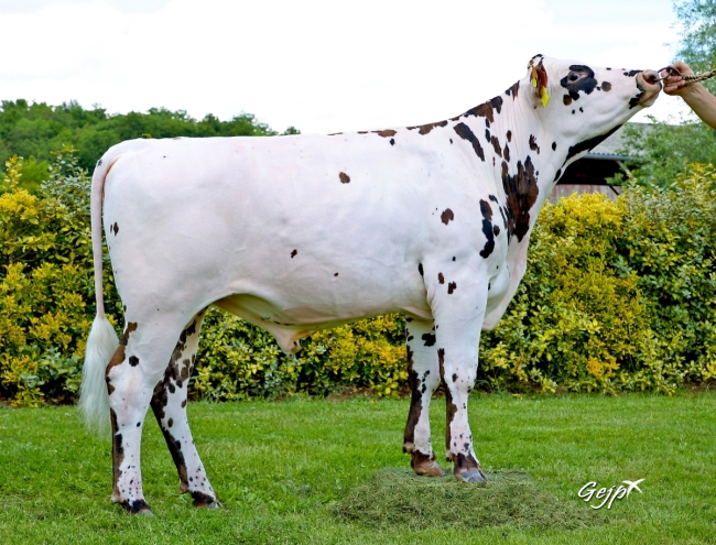 DOSE TAUREAU REDBULL - NFR4444062437 - 5696937
