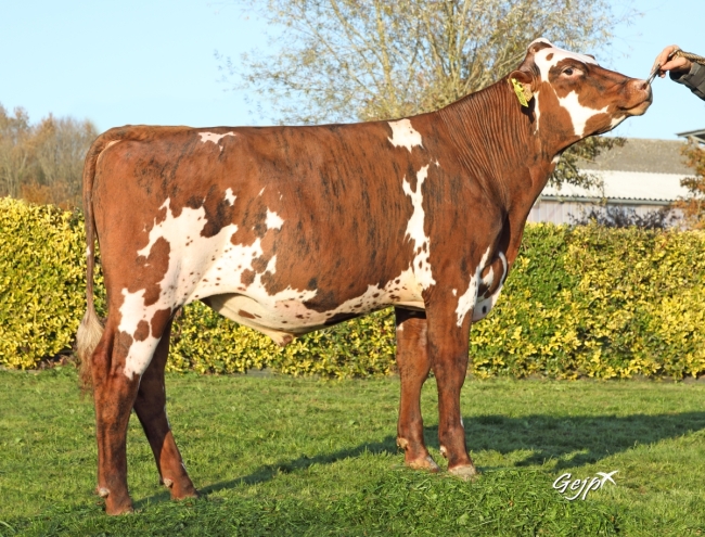 DOSE TAUREAU SORTILEGE - NFR4444062570 - 56A0379