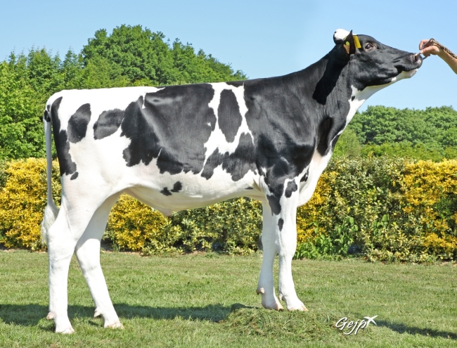 DOSE TAUREAU SOLDADO - NFR4445551044 - 6698423