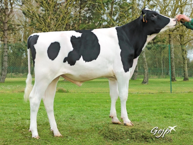 DOSE TAUREAU OXBOW - NFR4445551759 - 6693032
