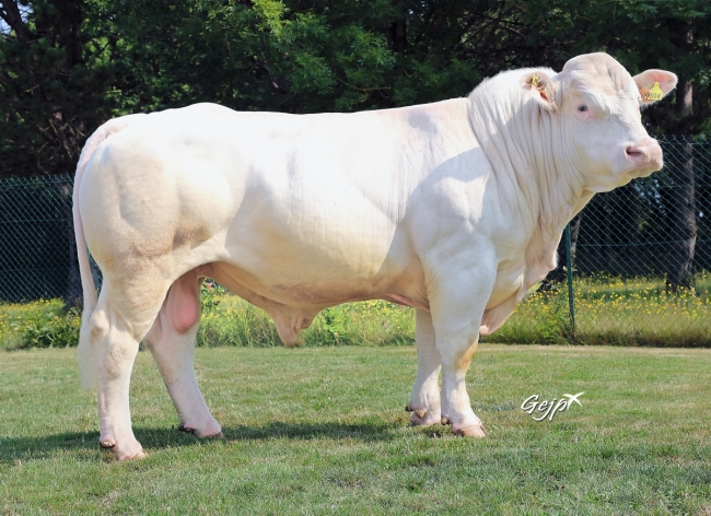 DOSE TAUREAU REVE - NFR4446792098 - 3898469