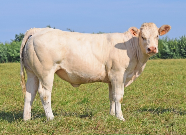DOSE TAUREAU REVE - NFR4446792098 - 3898469