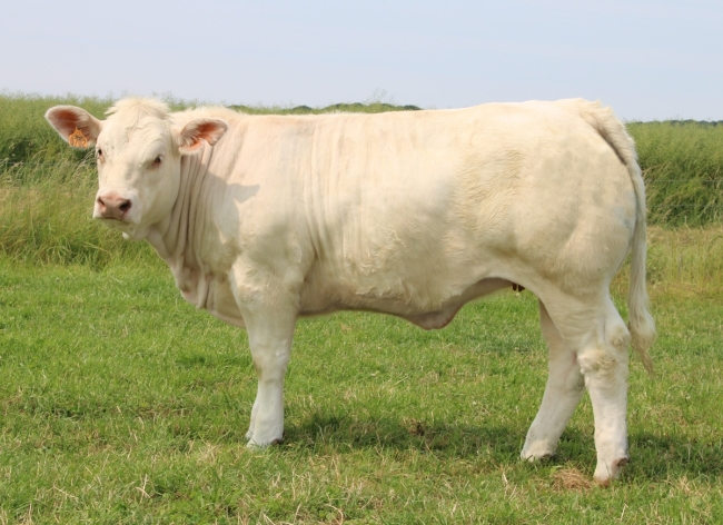 DOSE TAUREAU REVE - NFR4446792098 - 3898469