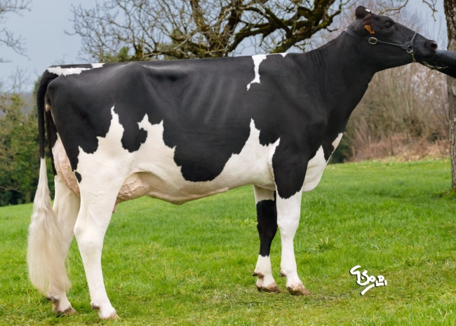 DOSE TAUREAU INTERVIEW - NFR4451111080 - 6685286