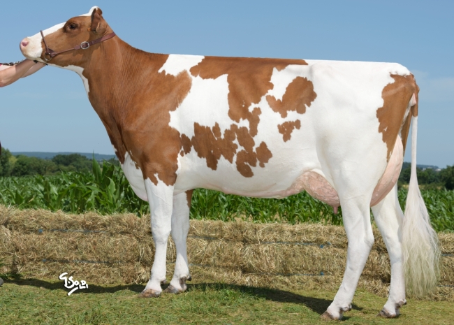 DOSE TAUREAU TEAM P - NFR4451379033 - 19A1731