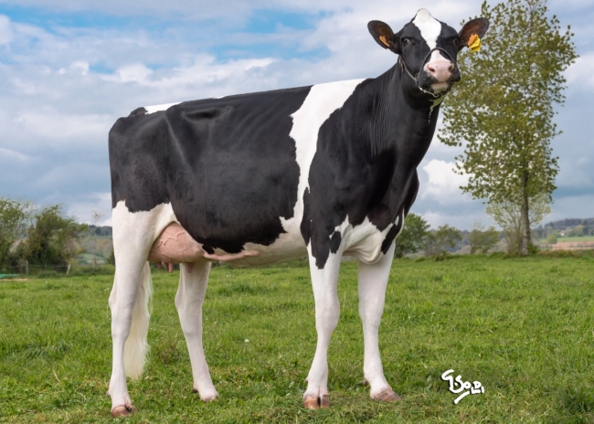 DOSE TAUREAU MONJOY - NFR4455476304 - 6691433