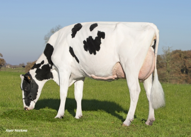 DOSE TAUREAU JARMON - NFR4457925018 - 6687707