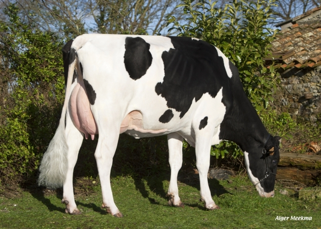DOSE TAUREAU GOLESNIL - NFR4457929705 - 6681814