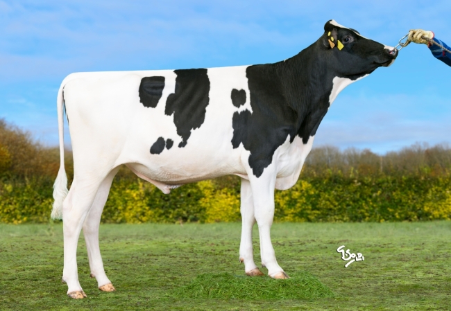 DOSE TAUREAU UCALEGON - NFR4462523417 - 66A2696