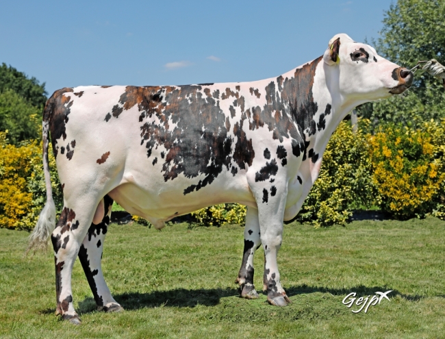 DOSE TAUREAU OUTCROSS - NFR4469909452 - 5694798