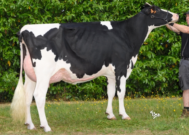 DOSE TAUREAU PAVARD - NFR4472336457 - 6695195