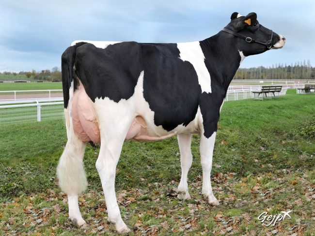 DOSE TAUREAU JAPPELOU - NFR4482234497 - 6687232