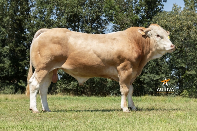 DOSE TAUREAU TORN - NFR4747552588 - 79A2891