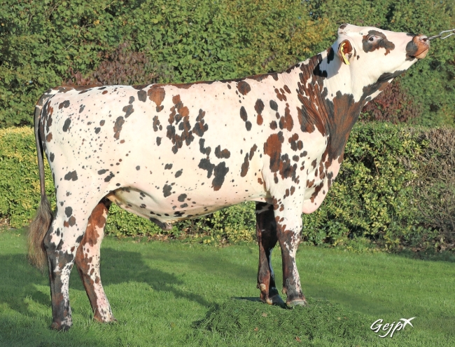 DOSE TAUREAU TARANIS  - NFR4921143116 - 56A1348