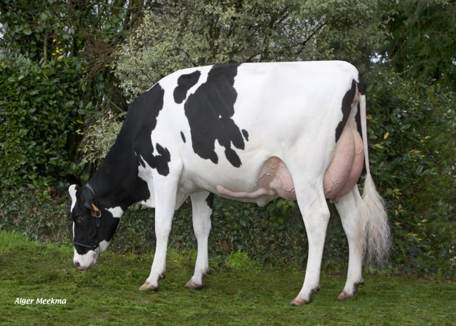 DOSE TAUREAU DUNHILL - NFR4931269100 - 6675303