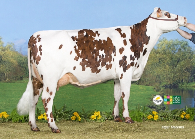DOSE TAUREAU IBERNATUS - NFR4939698834 - 5686027