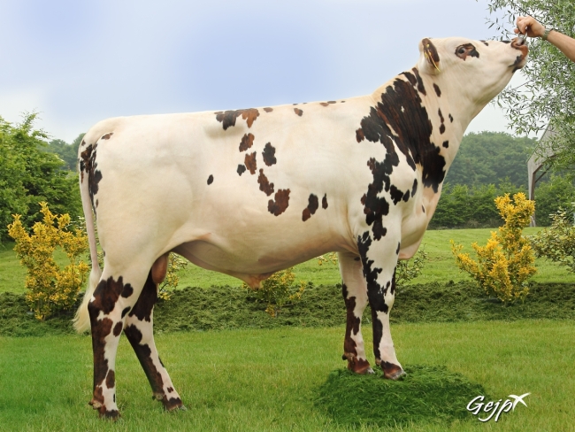 DOSE TAUREAU LIMA - NFR4948130227 - 5688746